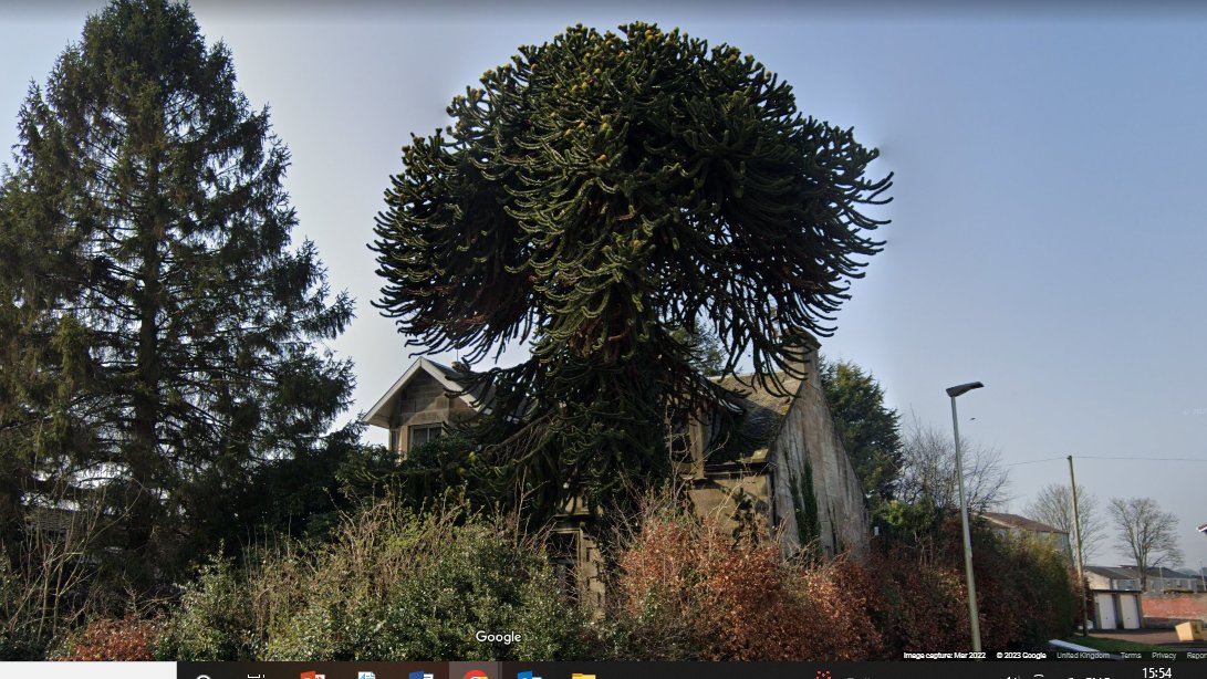 Stratherrick365's tweet photo. Back to #Blantyre @BonnieBlantyre for this #monkeypuzzle at the #hauntedhouse Highland Avenue. #DavidLivingstone @UniStrathclyde @UniStrathNews @UniStrathLibIT @BVFC1890 #Malawi #MonkeyBay #Lilongwe https://t.co/QtztmAS8QC