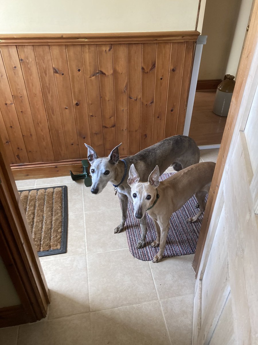 Just For Whippets tweet media