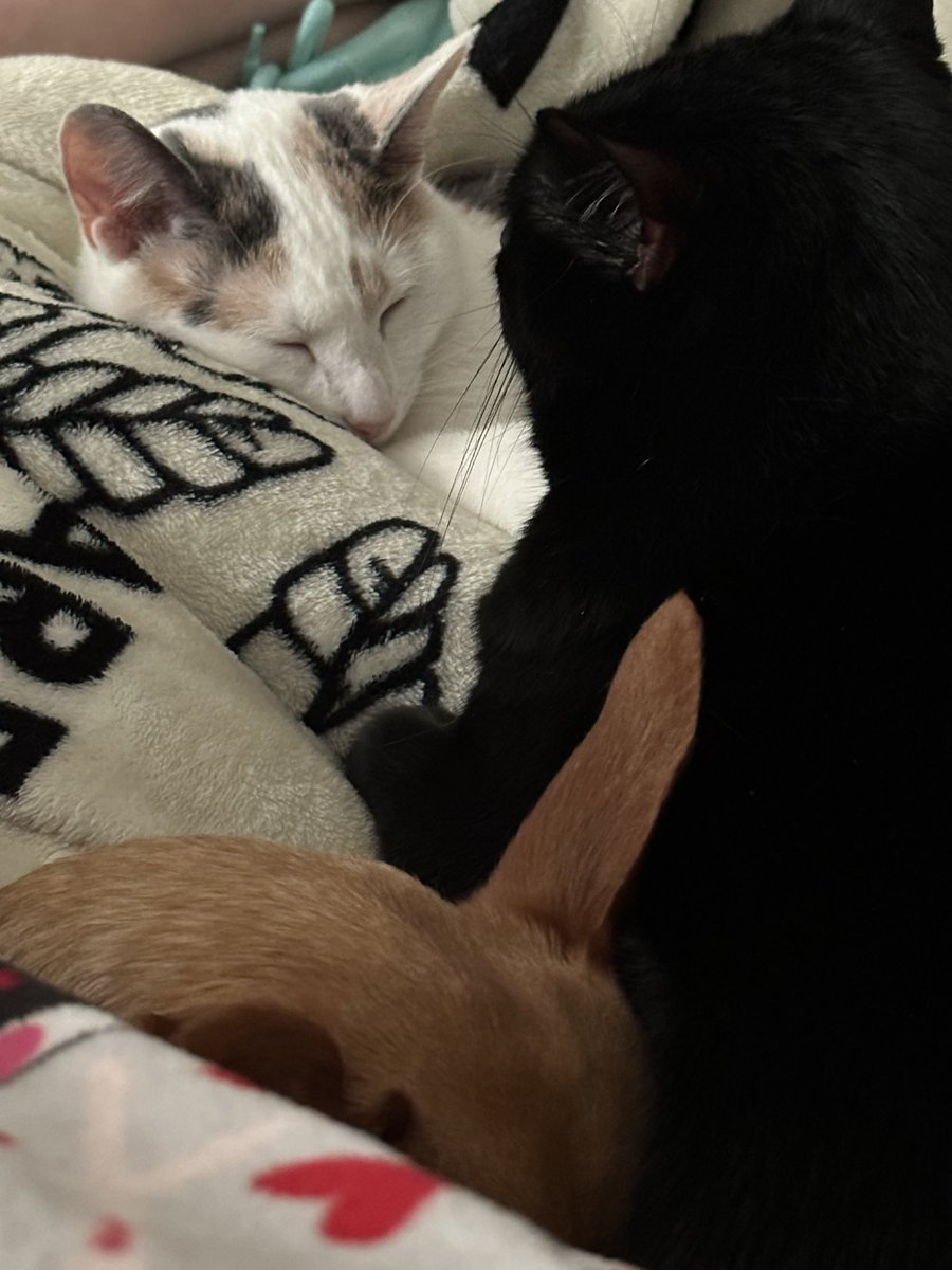 Ellen 🧬🥼 tweet media