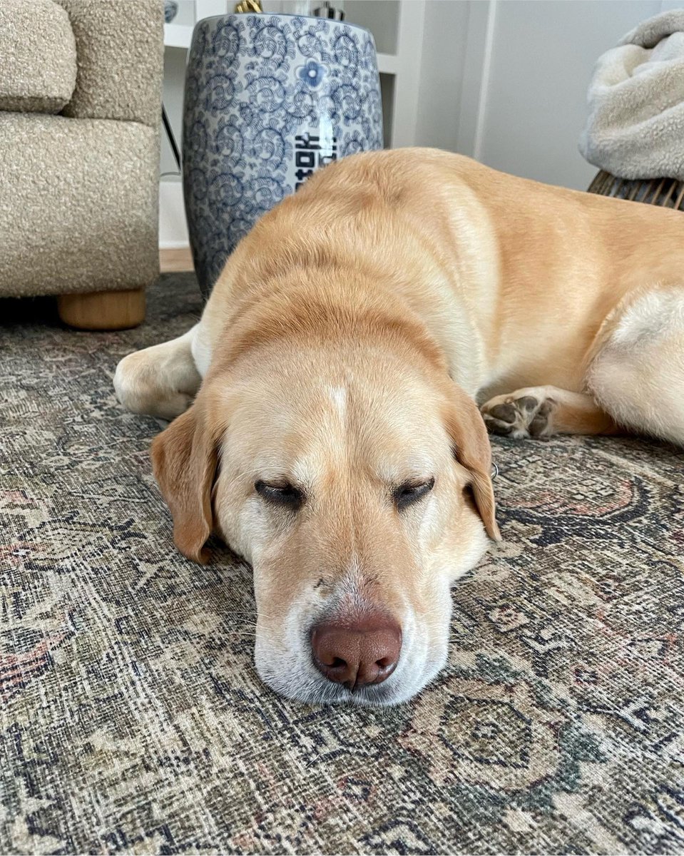 atlantapetlife's tweet photo. Embracing the grey Friday vibes like a true nap-champion! ๐ด๐ง๏ธ This doggo knows how to find the silver lining in a cloudy day. Time for some cozy cuddles and well-deserved relaxation. ๐พ๐ค
๐ถMacon
#GreyFridayNaps #AtlantaDogs #SnuggleWeather #LazyDogLife #NapTimeChamps https://t.co/7BNOE80MVR