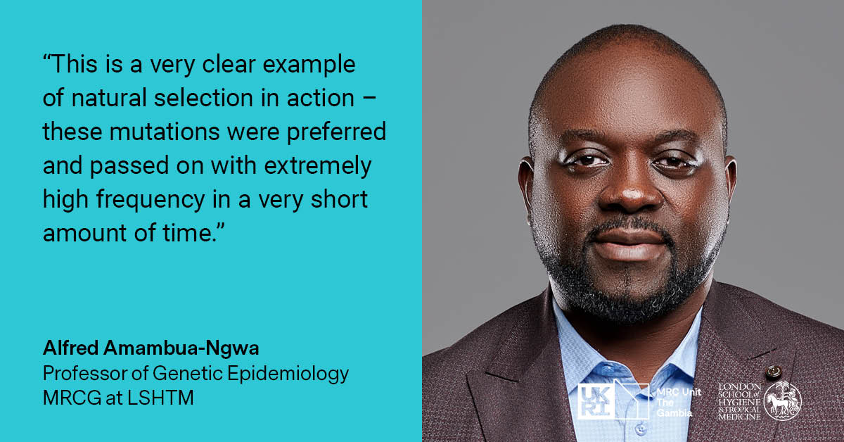 A team led by Prof Ngwa identified a second gene responsible for the resistance of the deadliest human malaria parasite to a major antimalarial medication. 

This discovery brings us a step closer to understanding &amp; combating this disease. 💪🦟

Read more👉bit.ly/3MlIyEA