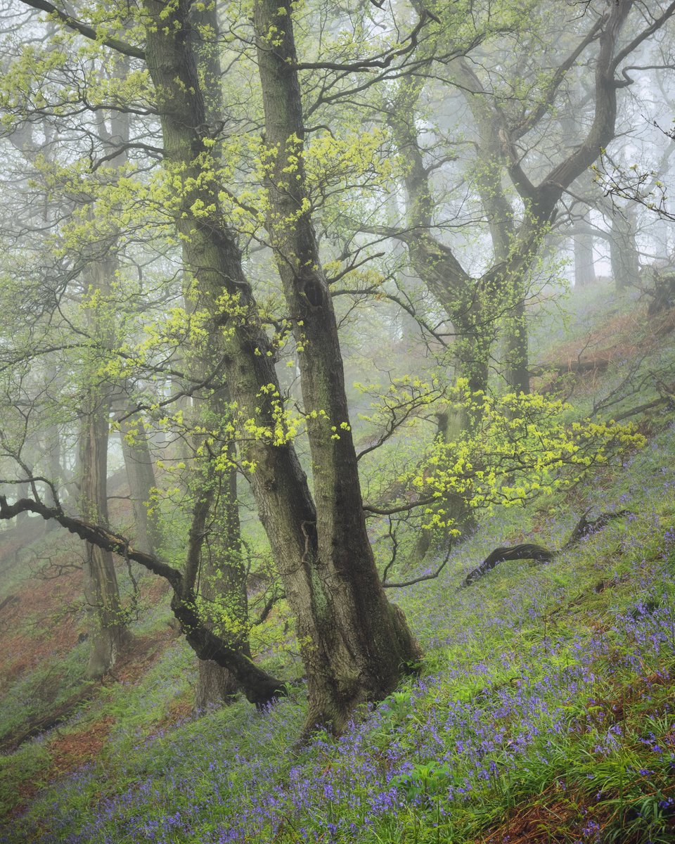 Willplunkett_'s tweet photo. We do bluebells slightly different in North Yorkshire 😂 non of this Beech tree nonsense in a flat clean woodland, this was an ankle breaking 45% slope 🙈 #woodland #spring #bluebells

@OPOTY @NikonEurope @NorthYorkMoors https://t.co/KbQh8NLCeu