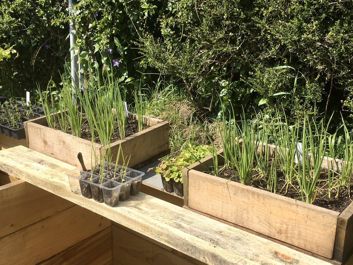 keithtesterliv1's tweet image. A beautiful day here at The Devon Patch, planted leeks, tomatoes and runner beans. A small manger put up and planted with Violas. #devonpatch #vegetables #tomatoes #runnerbeans #gardening