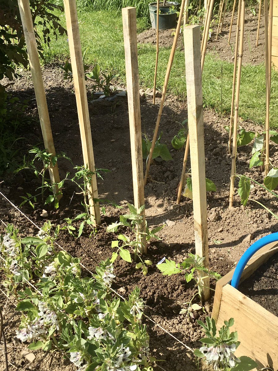 keithtesterliv1's tweet image. A beautiful day here at The Devon Patch, planted leeks, tomatoes and runner beans. A small manger put up and planted with Violas. #devonpatch #vegetables #tomatoes #runnerbeans #gardening