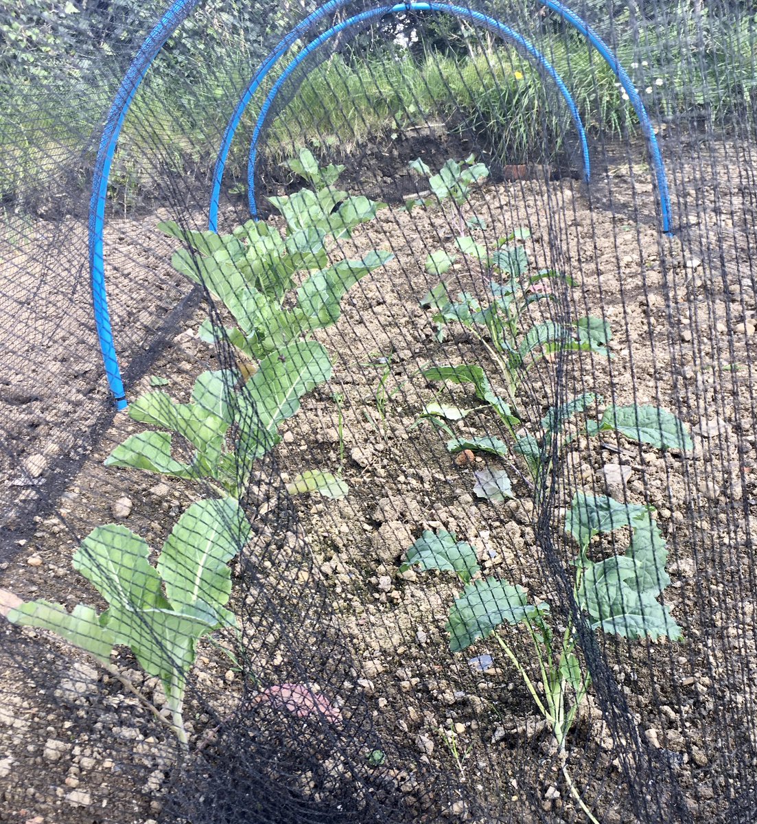 keithtesterliv1's tweet image. A beautiful day here at The Devon Patch, planted leeks, tomatoes and runner beans. A small manger put up and planted with Violas. #devonpatch #vegetables #tomatoes #runnerbeans #gardening