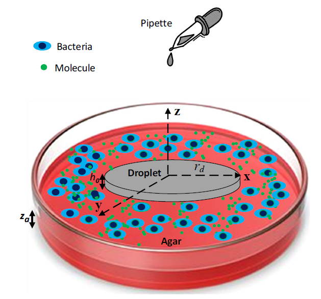 adamjgnoel's tweet photo. We're sharing our first insights into how surface bacteria receive external signals, as part of the EPSRC #SIMBAproject.
https://t.co/imUCSCnemU https://t.co/PETTFioro5