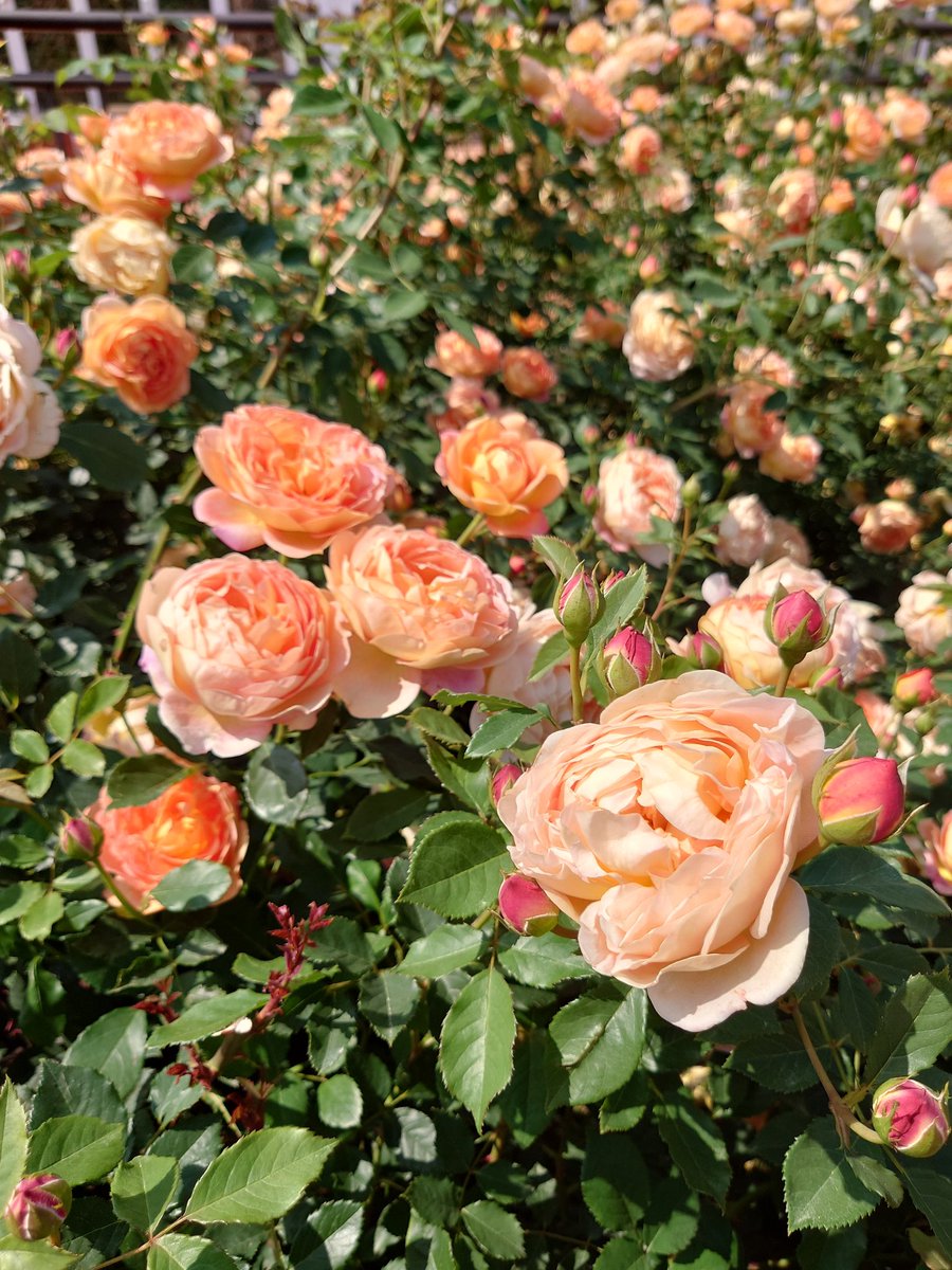 「抹茶スイーツ食べて花盛りのお庭見て竹林に行ってきた～ はこないだ買った竹模様の猫」|緋乃のイラスト