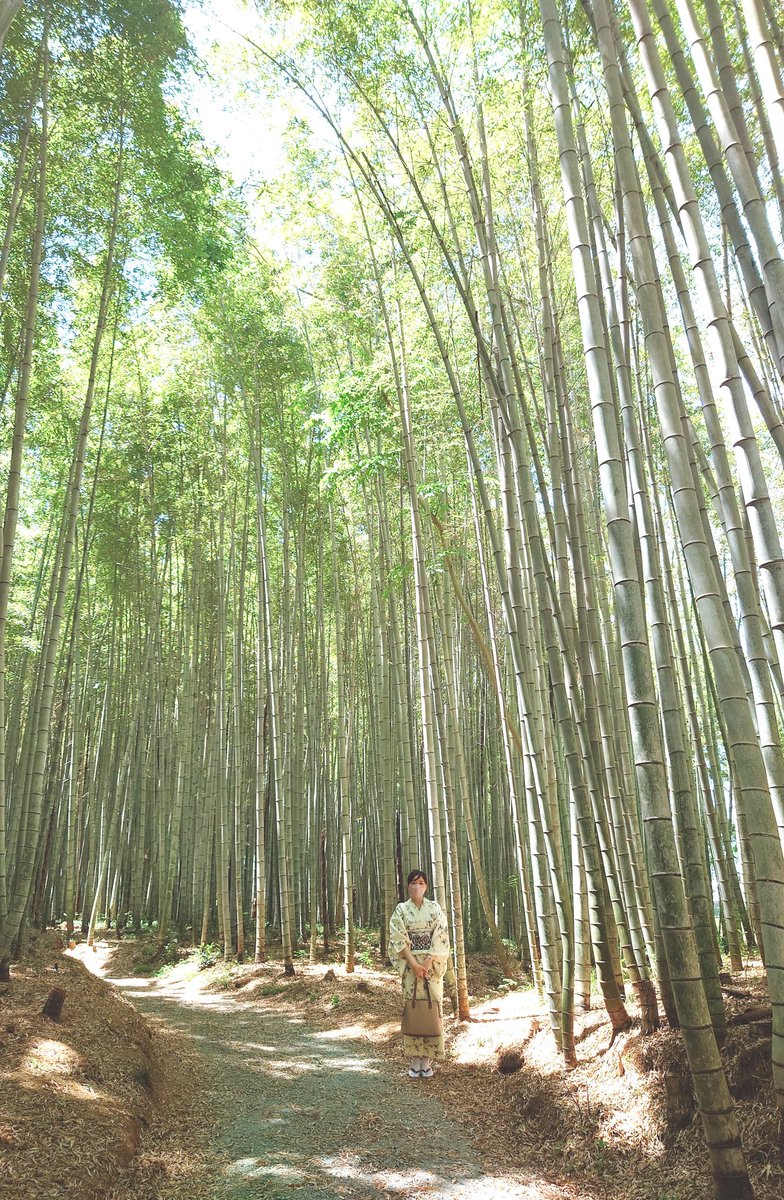 「抹茶スイーツ食べて花盛りのお庭見て竹林に行ってきた～ はこないだ買った竹模様の猫」|緋乃のイラスト