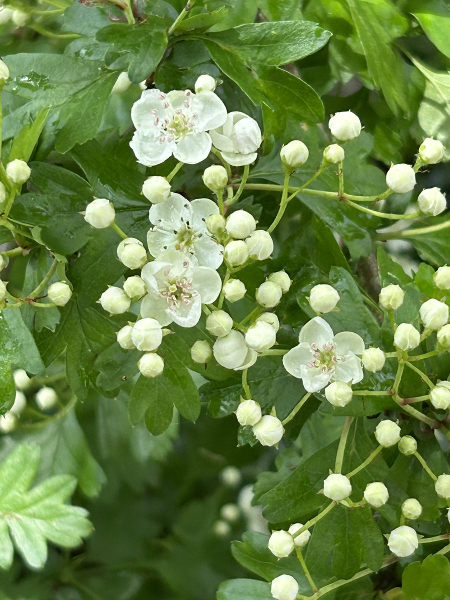 May blossom