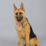 投入後わずか13分？!行方不明の高齢男性を警察犬が発見