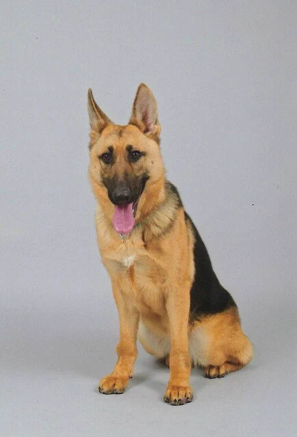 投入後わずか13分？！行方不明の高齢男性を警察犬が発見