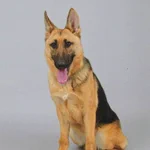 投入後わずか13分？!行方不明の高齢男性を警察犬が発見