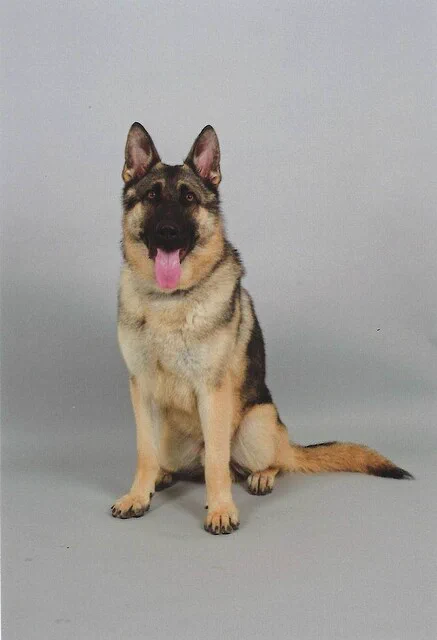 投入後わずか13分？！行方不明の高齢男性を警察犬が発見