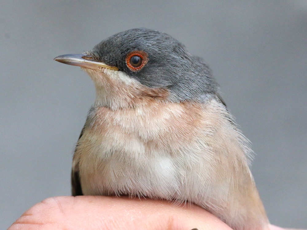 PortlandBirdObs's tweet photo. The Moltoni's in the hand https://t.co/gi44jXej9y