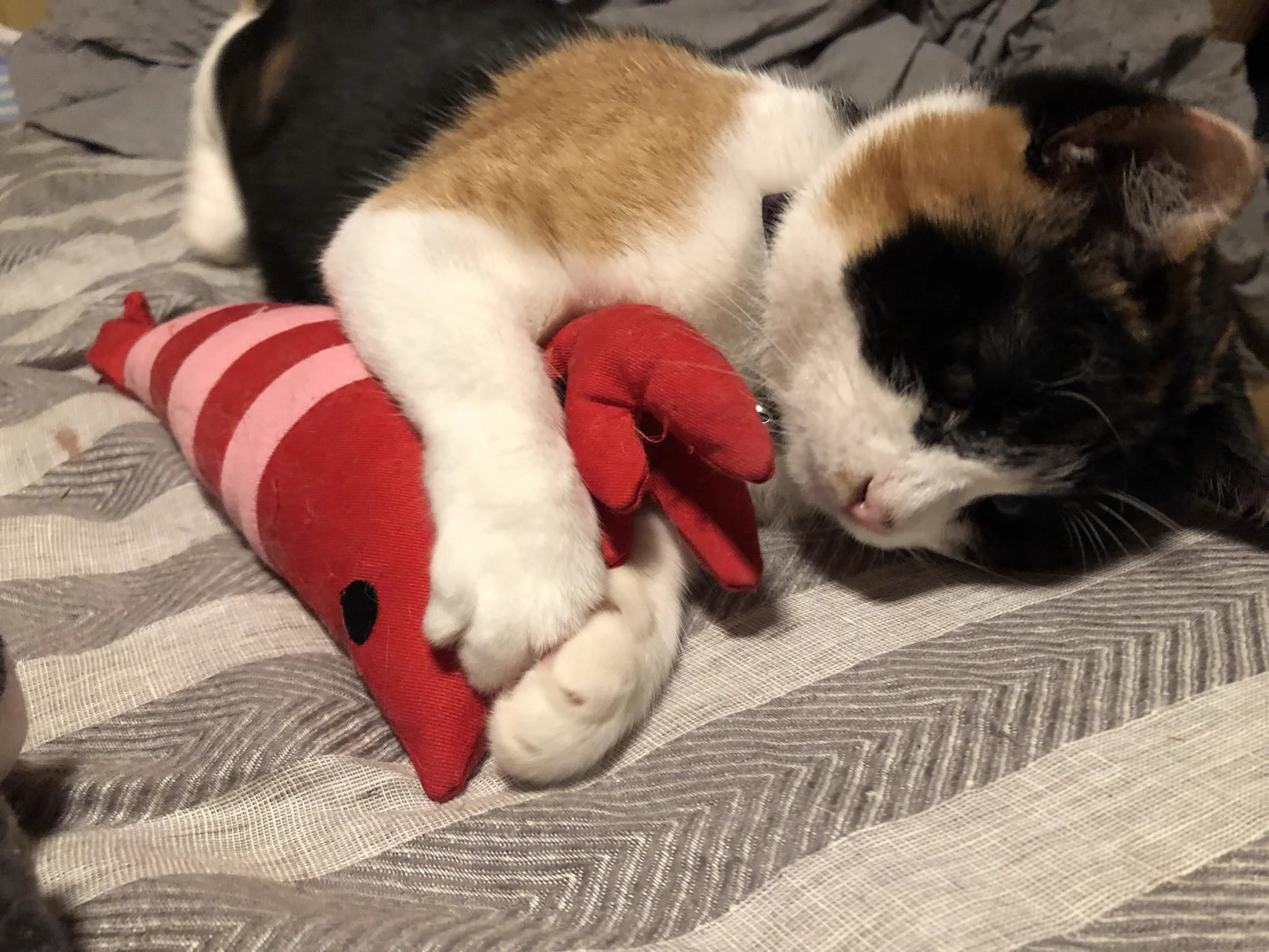 うちにもエビある  