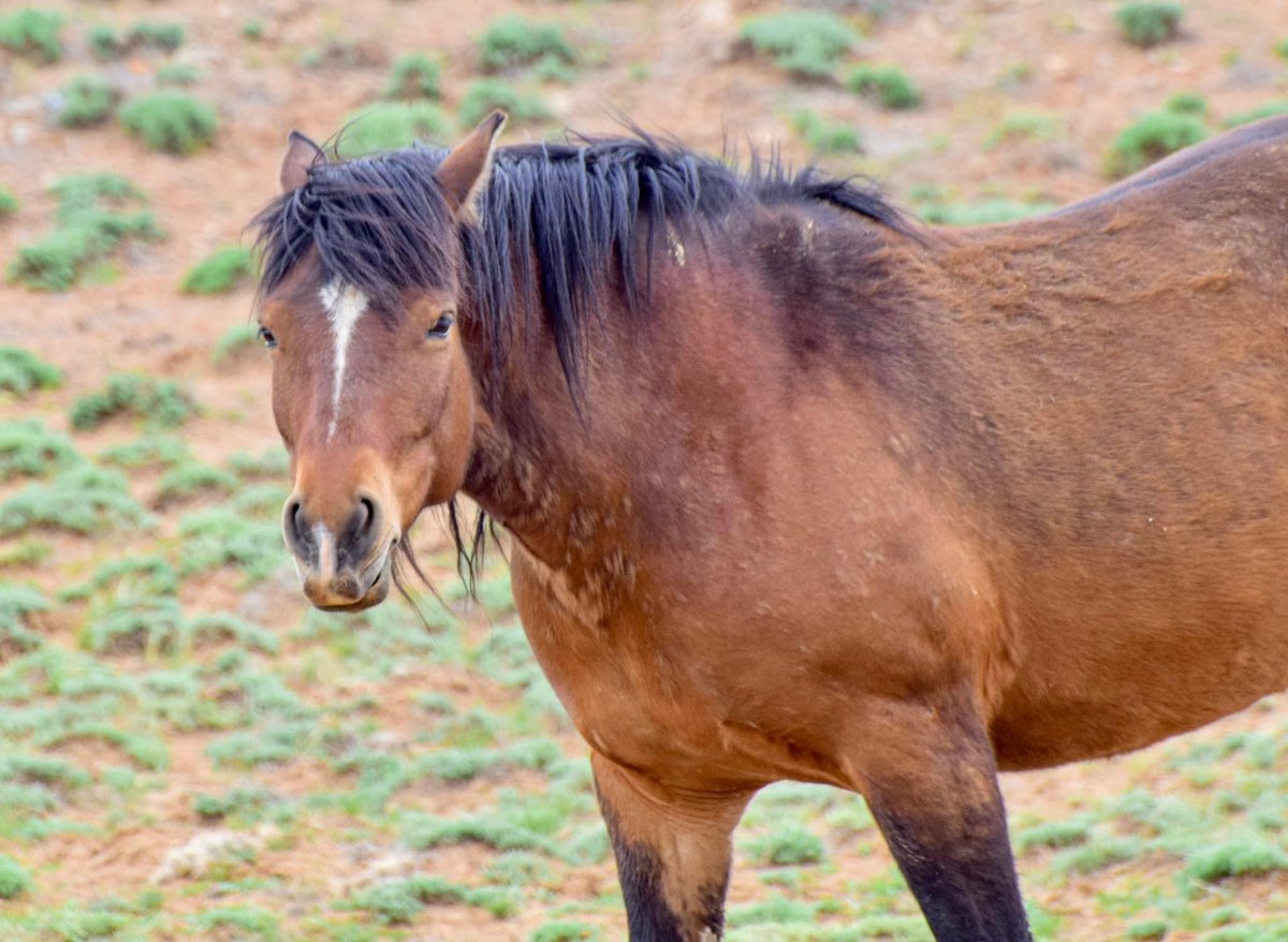 MarinelaPavleti's tweet photo. Wild Horseπ΄ in Wyoming #adventure #buffaloroundup #travelphotography #travel #travelyellowstone #nationalpark #wildlifephotography #wildlifephotographer #throuthelens #Wyoming #WildHorses https://t.co/NmSYkbCC0p