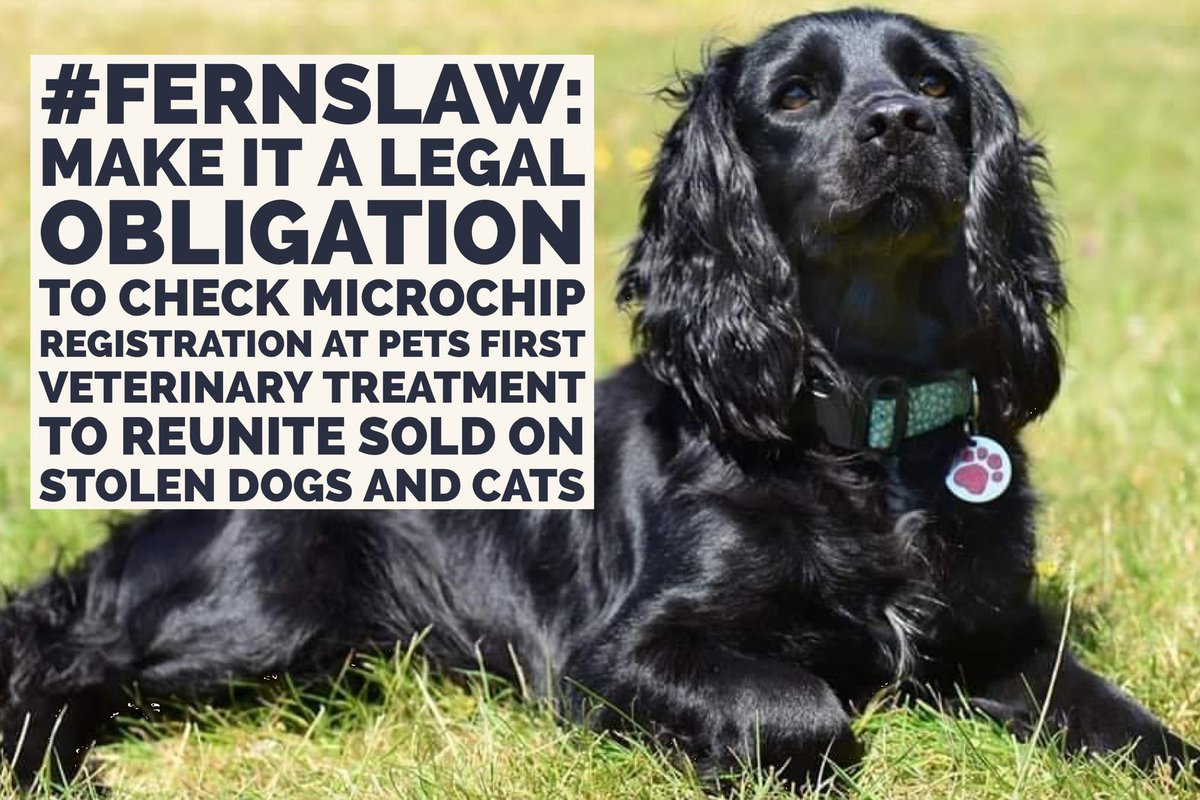If your stolen dog or cat was taken to a vets practice by a new family would you want the vets to scan and check their microchip ID? YES #FernsLaw: Successful petition Successful parliamentary debate Successful consultation Now we wait for the decision by @DefraGovUK