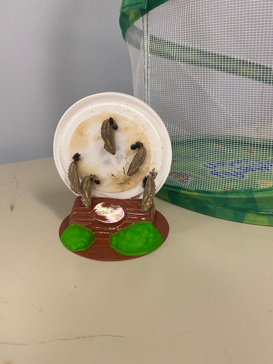 MrsRobertsonREES tweet media