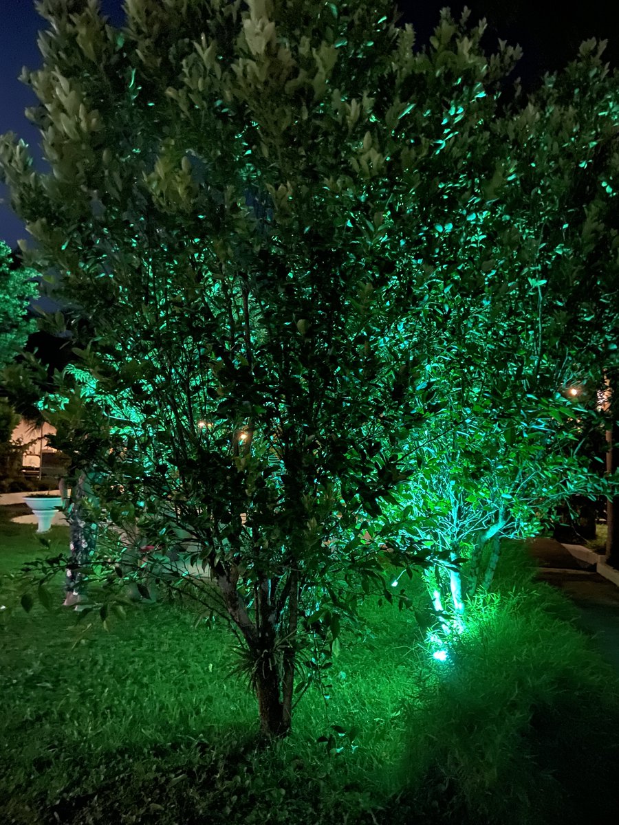 Paulotabinas's tweet photo. #trees #ligthtree #twittertree https://t.co/NzPyfb0lab