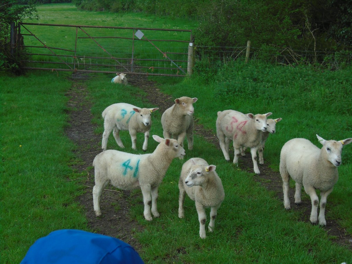 FernPrimary's tweet photo. Dolphins Class had an excellent time at Manor Organic Farm. https://t.co/W3gJQgFOEl