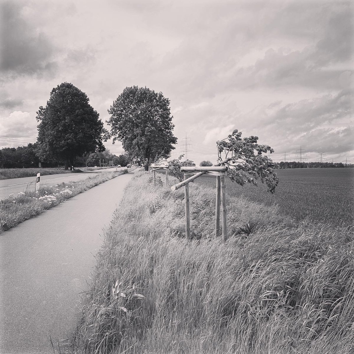 torsten_hautnah's tweet photo. Ich bin stinksauer auf irgendwelche Idiot*innen, die mutwillig und sinnlos 23 frisch gepflanzte Bäume in #Pulheim-#Stommeln an zwei Kreisstraßen abgesägt haben! 🤬 Zum Kotzen! https://t.co/LswRY8HSVg