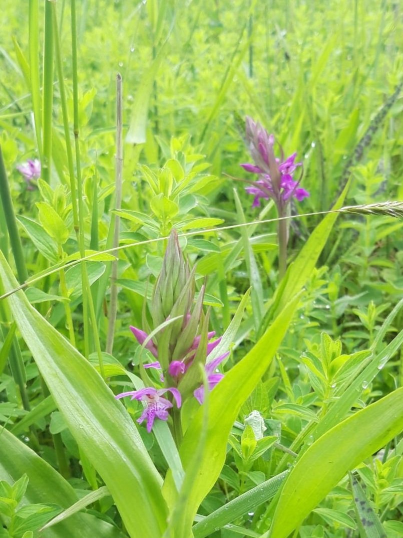 Mooi moment, midden in de stad gaan weer honderden orchideen bloeien. Jarenlang goed maaibeheer en dan is dit het resultaat