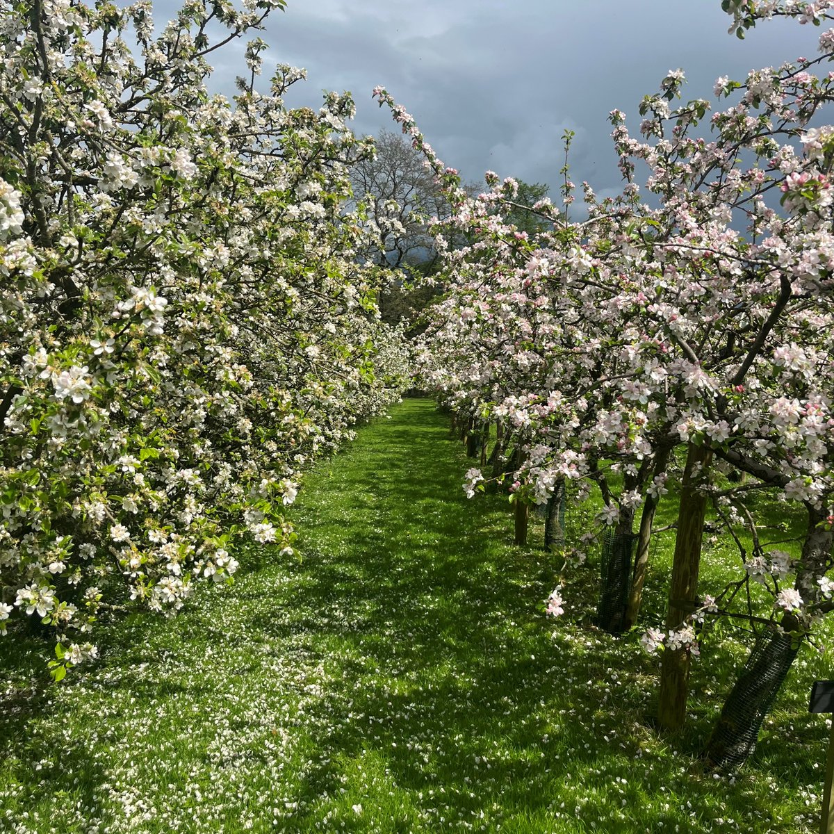 The buds on our orchard trees are now opening into beautiful pink and white flowers.

Around August, when the petals fall, pollinated flowers will turn into apples from which we make our juice and cider. 

You can order our produce for delivery at: ow.ly/gsjv50OmoU9