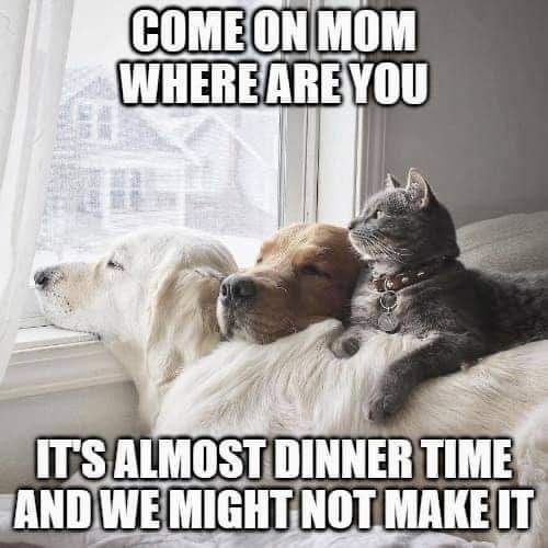 HeatherWeidner1's tweet photo. This is soooo my dogs...every. single. night.
#whatfordinner #whensdinner #dogs https://t.co/m06lUzRnoj