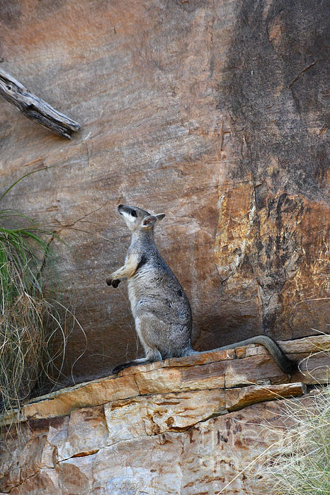 dranneharrison's tweet photo. New artwork for sale! - "A rock wallaby resting on a rock ledge." - https://t.co/6BVZvnx2D9 @fineartamerica https://t.co/mJX0ADgEoF