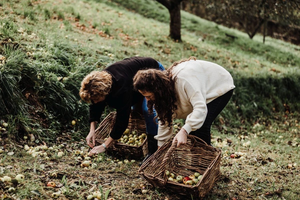 Contar con los mejores cosecheros se nota en la #calidad de nuestra #sidra.

Siempre pendientes de sus #pomares, cuidando que en cada época del año la naturaleza siga su curso para darnos las mejores #manzanas 🍎🍏 Nunca nos cansaremos de agradeceros todo lo que hacéis. 💚