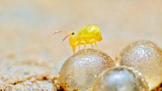 DavideKile's tweet photo. Dicyrtomina minuta-Collembola, in piedi, su uova di lumaca. https://t.co/atgRRTo3ed