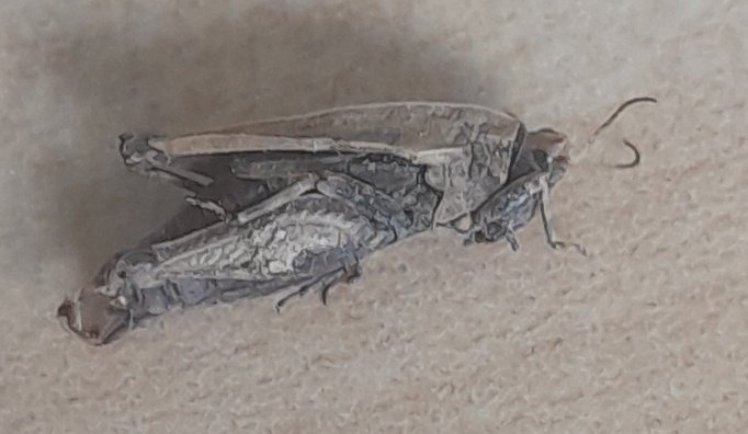 🦗 Focus sur un petit criquet mal connu mais bien présent sur la ZTHA de la Ferme Expérimentale de Miermaigne 

🏞 Tetrix undulata colonisent les milieux riverains des cours d'eau 

👀 Ils passent inaperçus car ils font partis des criquets ne chantant pas