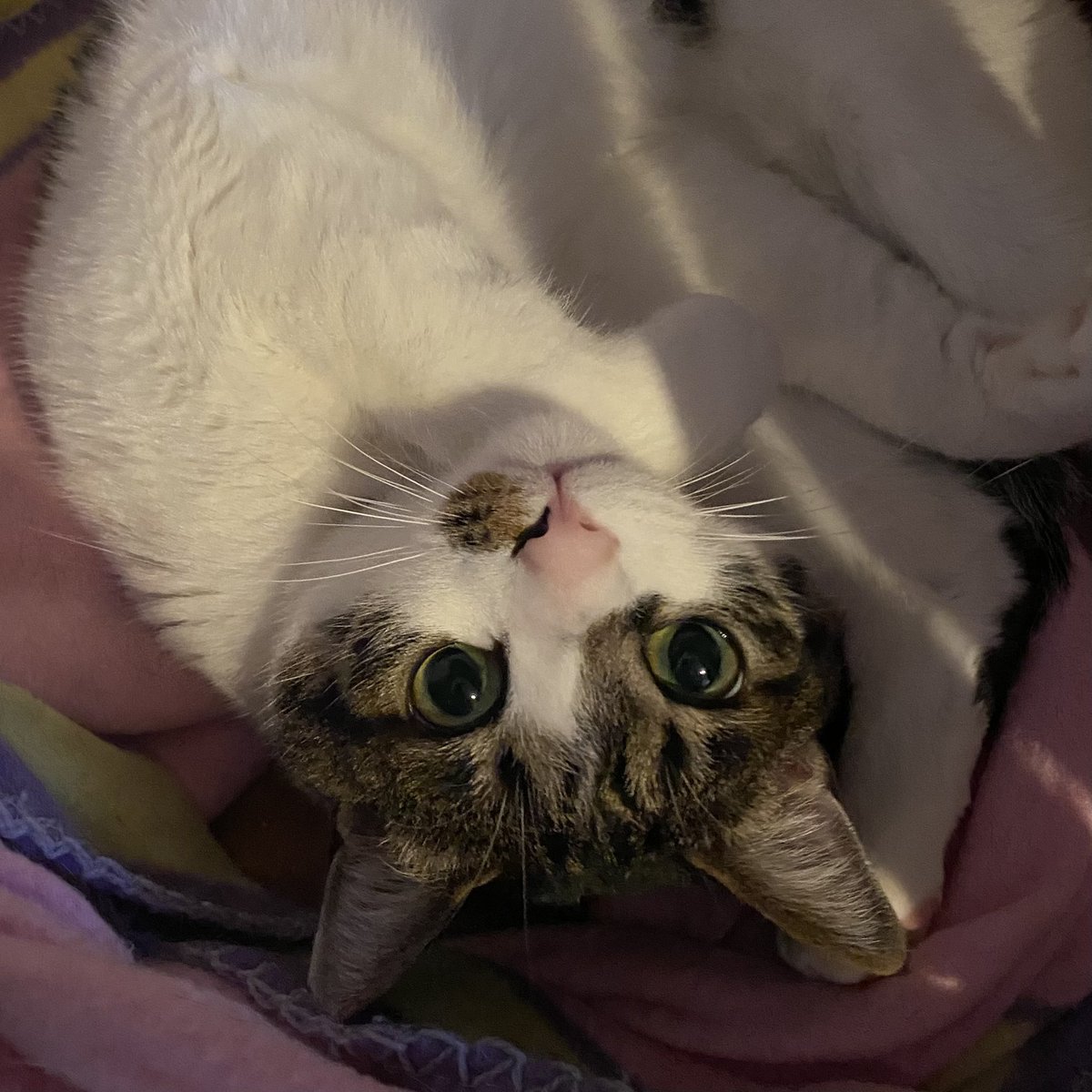 明後日はうちのねこちゃのバースデー（保護した日）なのである。しかーし、神様がいたずらするとしたら、おいらとパートナーの誕生日が1日違いなので、赤子の誕生日をぶつけてきそうな予感がしなくもないからXデーとしている。どうなる事やら https://t.co/jW8kNu8zAg