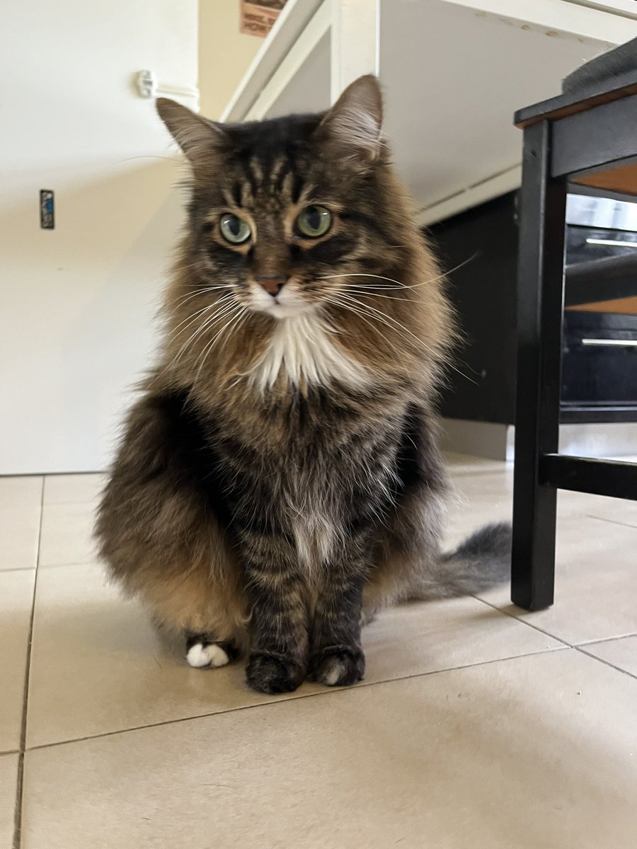 aalien's tweet image. Если вы видите этот твит, процитируйте его с последним фото вашего питомца (чур не обманывать)

укоризна!