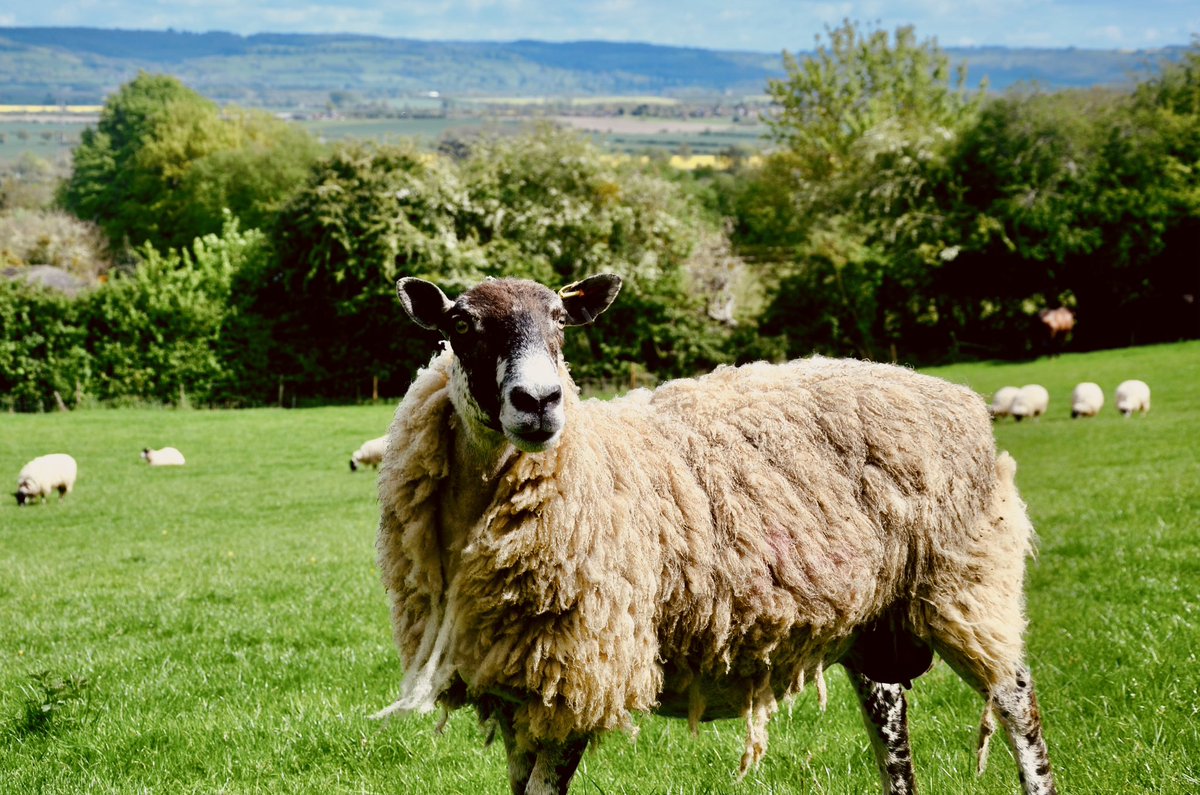 bhshepherdhut's tweet photo. Say hello to our woolly neighbours! 🐑

Our charming shepherd's hut offers the perfect combination of cozy comfort and woolly charm to have ewe feeling relaxed and rejuvenated 💤 🛌 

Book your stay now &amp; discover the beauty of the Cotswolds. 

To find our more click our bio link https://t.co/pD9LHIWqiH