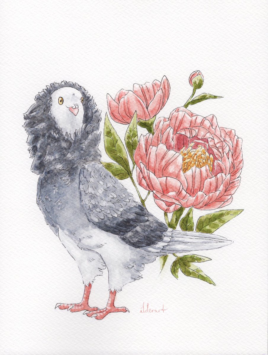 ilderart's tweet photo. Pigeon time! 🐦💖 
Starting with this Capuchine. I’ll be doing two more types of pigeons next, also in watercolour. https://t.co/lYK4qxLGvc
