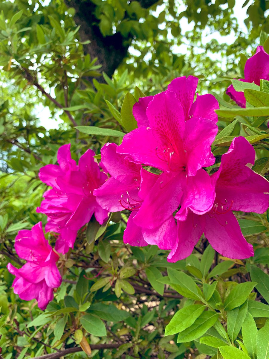 ［アマーティよりお知らせ］明日12日（土）13日(日)と貸切りとなります。すみませんがご了承下さいませ。

風が心地良い季節になりました。太田市では蒸暑い💦日もありますが皆様お変わりなくお過ごしでいらっしゃいますか…連休中は遠方より多くのお客様にご来店頂きありがとうございました。