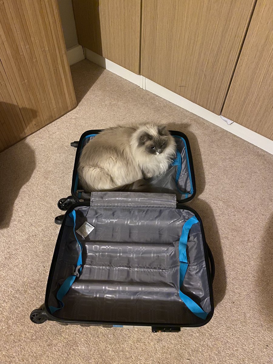 Very excited for #ESTRO23 ! Cat not that impressed (once again..)