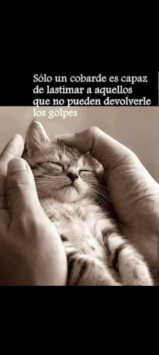 GabrielaVarP's tweet photo. Sólo un ser insignificante (cobarde), es capaz de lastimar a un inocente o vulnerable que no puede devolverle los golpes o humillaciones! 

#NoAlMaltratoAnimal #Justicia #AdoptaNoCompres https://t.co/EkEuIQxop7