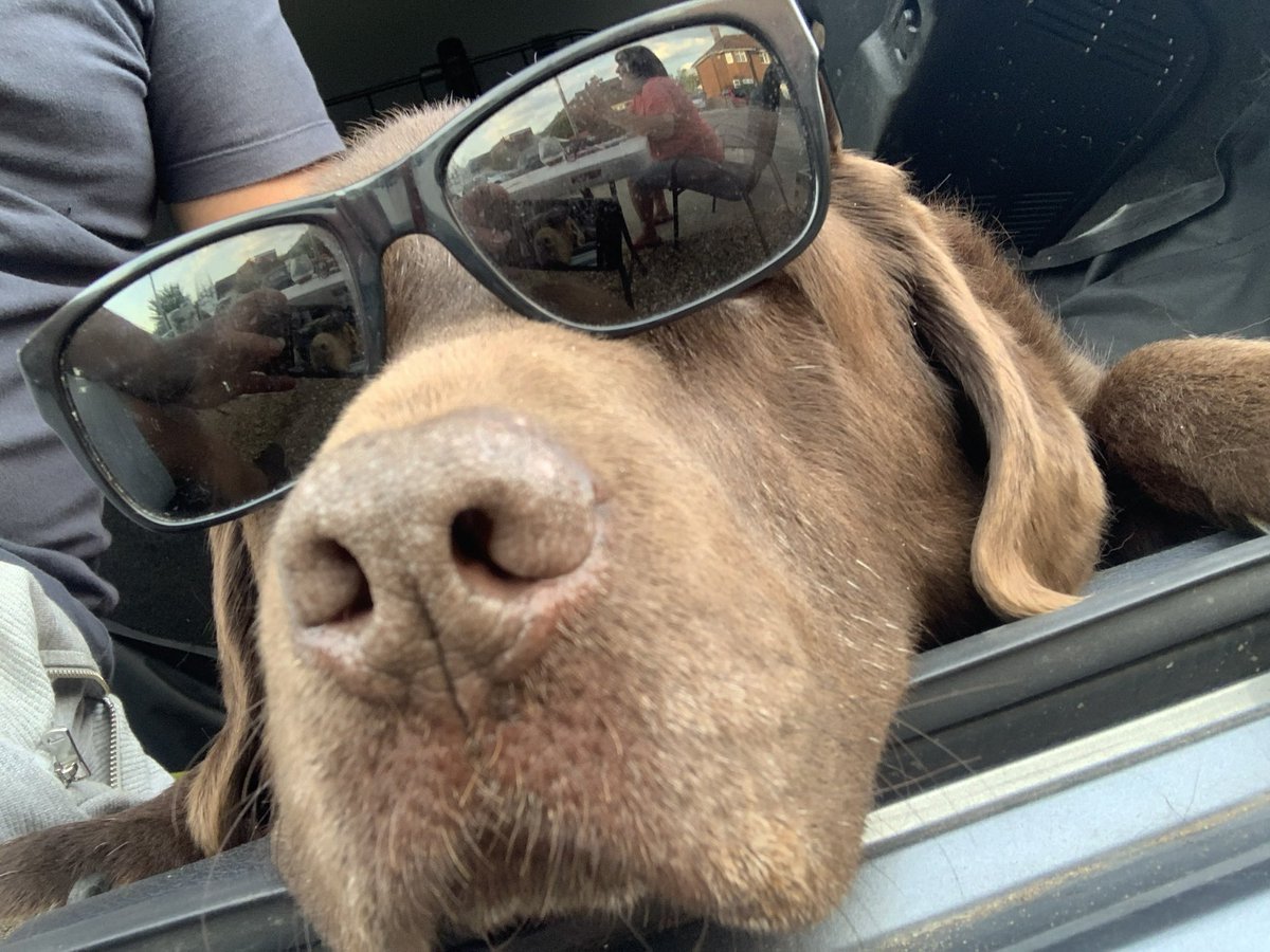Chris_dunkley's tweet photo. @bunsenbernerbmd Molly chilling https://t.co/ajkJ8OvH4s