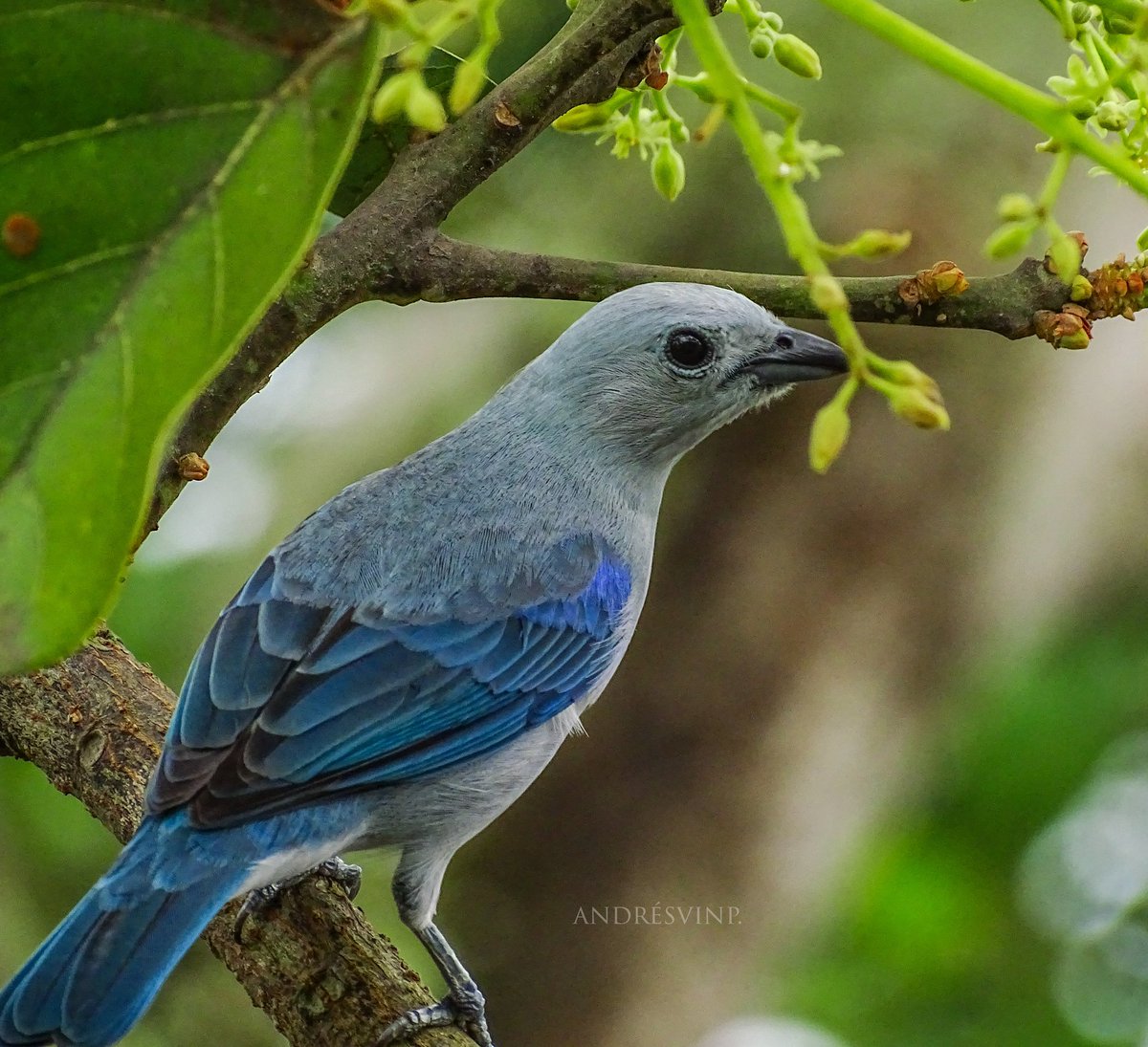 De azul.

#AvesDeColombia
#Naturaleza