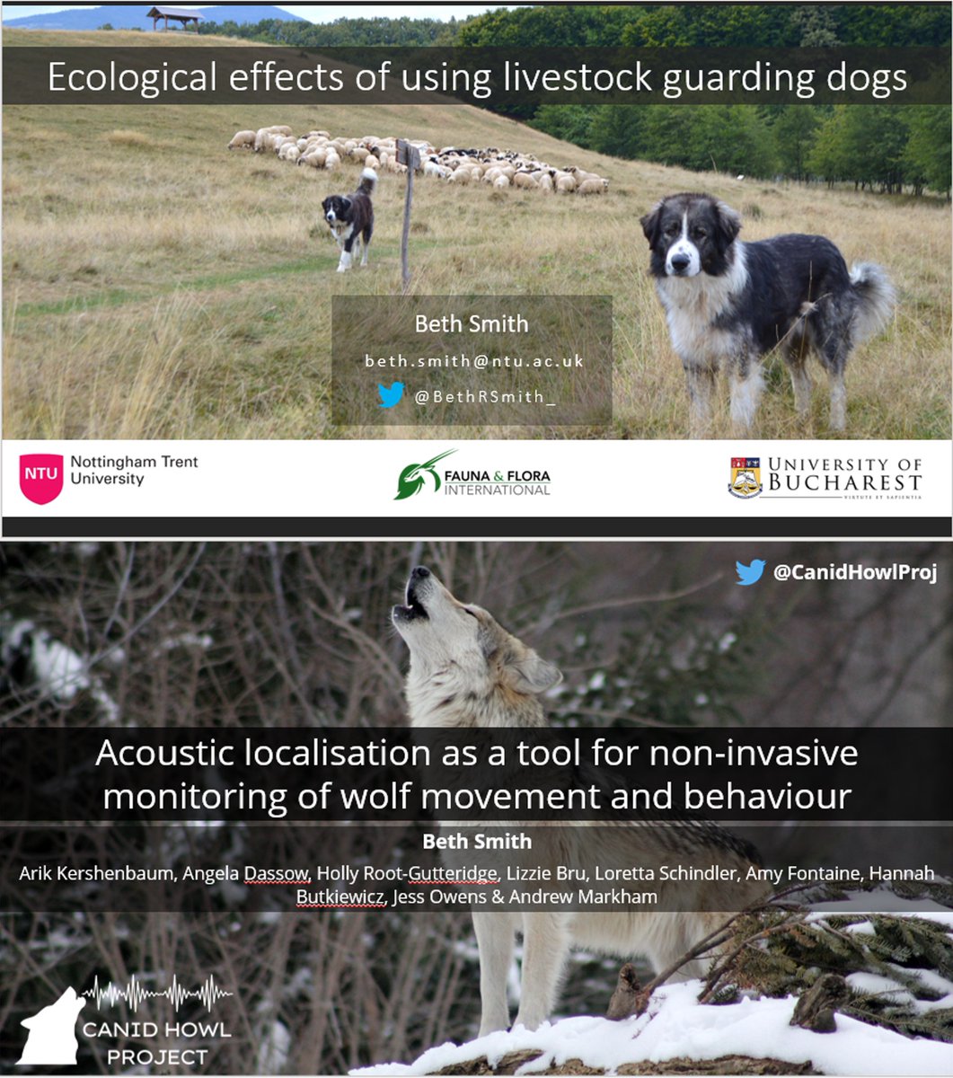 BethRSmith_'s tweet image. Reflecting on an incredible few days at @WolvesBorders... Been a privilege to present in the same space as so many legends of the wolf world and so many others doing amazing work 🐺 So much knowledge and so many new friends gained! Huge thanks to the organisers 👏 #WolvesBorders