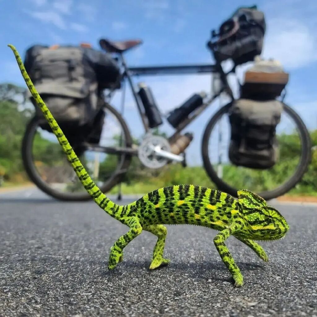 '🦎🚲💚 ' • Regranned from @sun_is_cycling Use #bikewander to be featured! instagr.am/p/CsI8_E4tUKD/