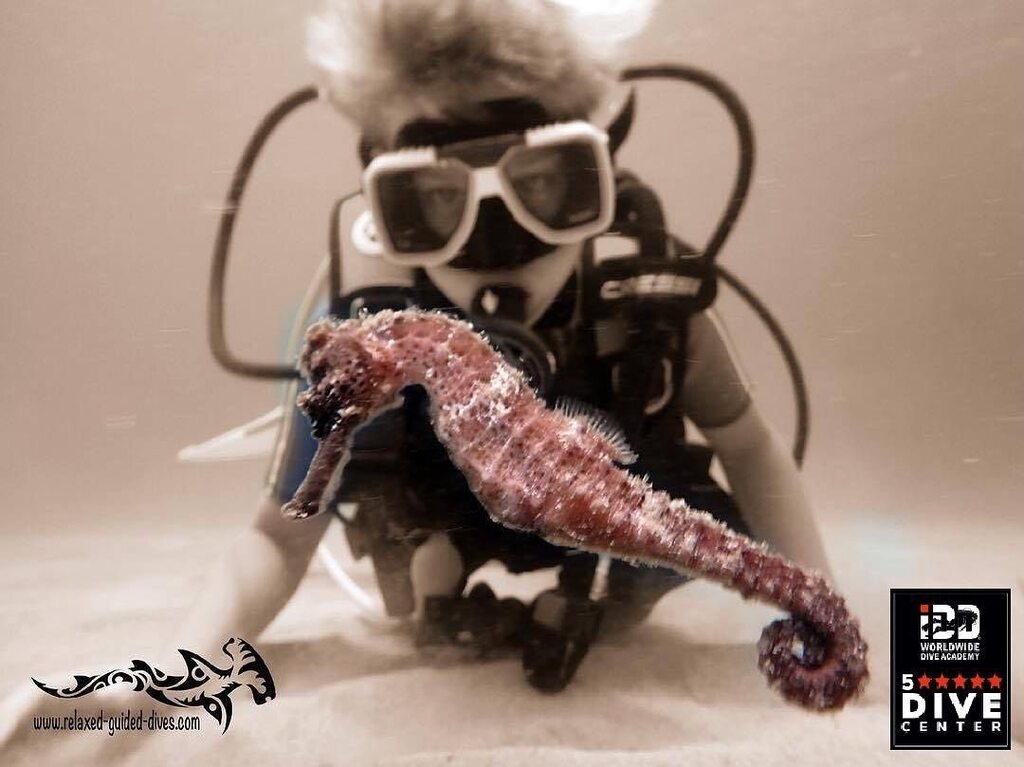 Be focused during your dive…😎🇨🇼🏝#scuba #scubadiving #relaxedguideddives #travel #explore #discover #curacao #fun #duiken #tauchen #diving #tripadvisor #cressi #oceanreef  #destination #openwaterdiver #duikeninbeeld #besttravel #todo #adventure #carib… instagr.am/p/CsJBgG-Oway/