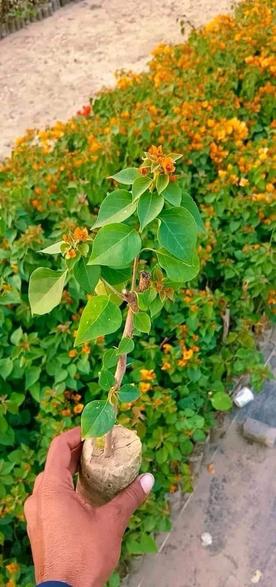 EarthJunction's tweet photo. #FLOWER #flowerplant #bougainvillea #plants #gogreen #earthjunction #savethetree #plantatree https://t.co/RXWAI24UXG