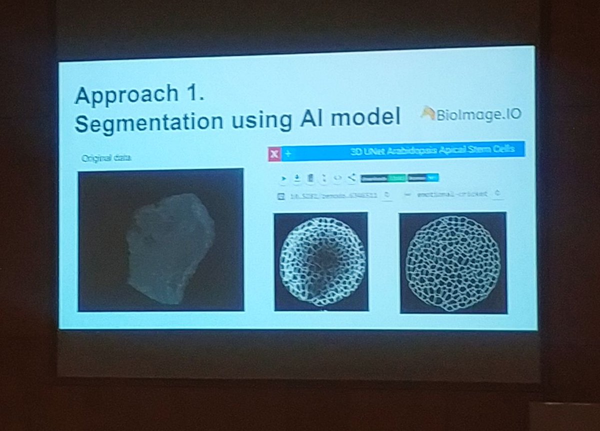Group of students at the @NEUBIAS_ Defragmentation Training School use a pre-trained confocal model from @bioimageio for the segmentation of zebrafish embryos. What a way to take image analysis to the cloud!