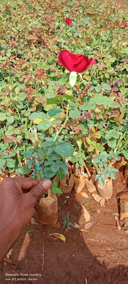 EarthJunction's tweet photo. #FLOWER #rose #roseflower #redrose #redroses #GoGreen #earthjunction #plants #plantatree #savetheearth https://t.co/ZR7zrplNz6