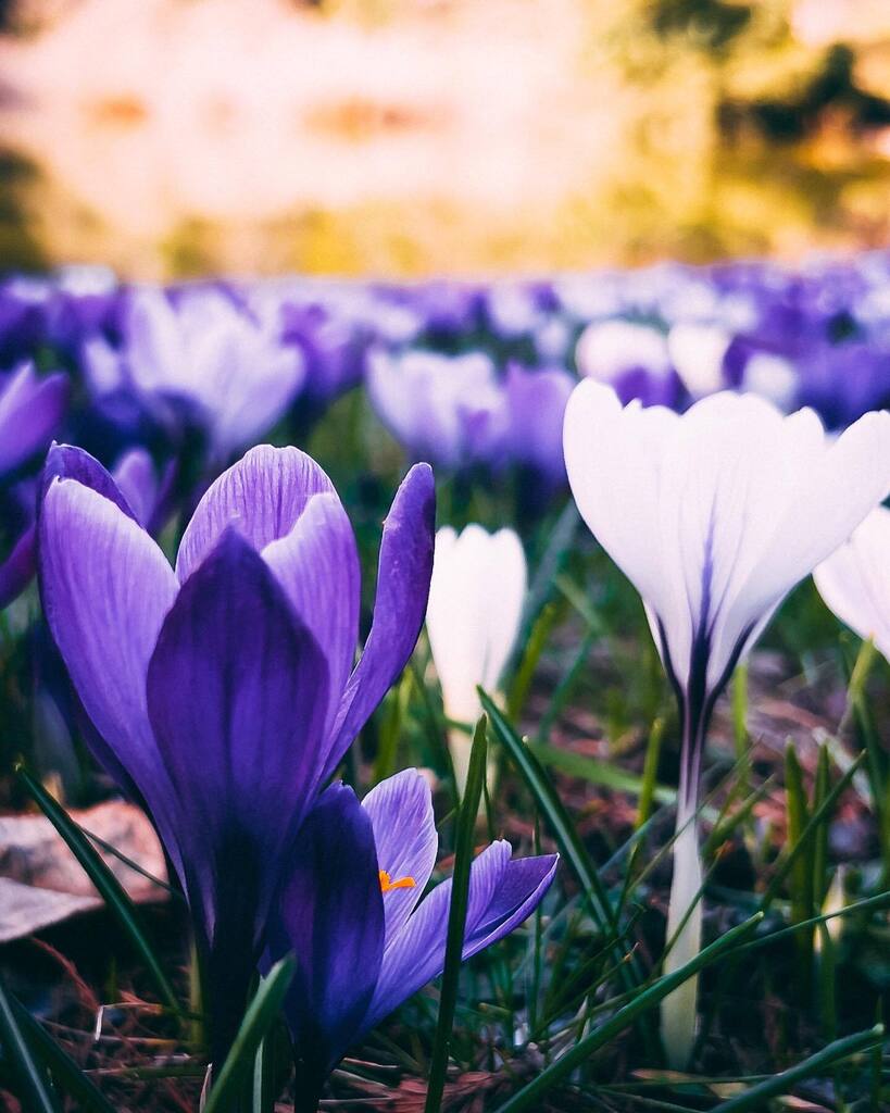 dr_bn's tweet photo. Spring flowers at a small lake 
#lake #spring #flowers #garden #park #calm #sunny #raw #nature #naturephotography #berlin #colors #summer https://t.co/Q7ODx92uOj https://t.co/8yvIuYG4C5