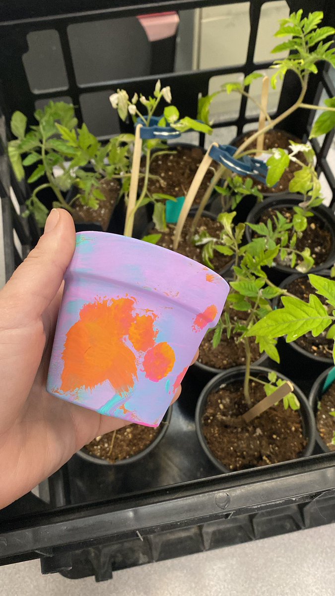 I wonder what the second part of our #painting of #gardenpots will be today🧐! #planting #garden #gecdsbGAINS #special #family @Amandaruggaber @MrsMoore119 @WinneyKelly @kathcollins67 @PEPanthers #growth