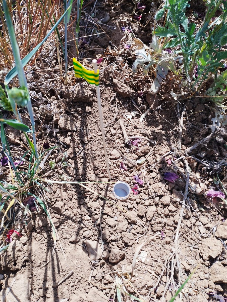 Sara_SanchezMo's tweet image. Installing pitfall traps to collect soil arthropods for the @AGROECOseqC project, with @XimCerda. We expect to have more diversity in diversified agricultural systems, fingers crossed! Thanks Xim, this was really fun!
@EJPSOIL 
@INIA_es 
@ebdonana